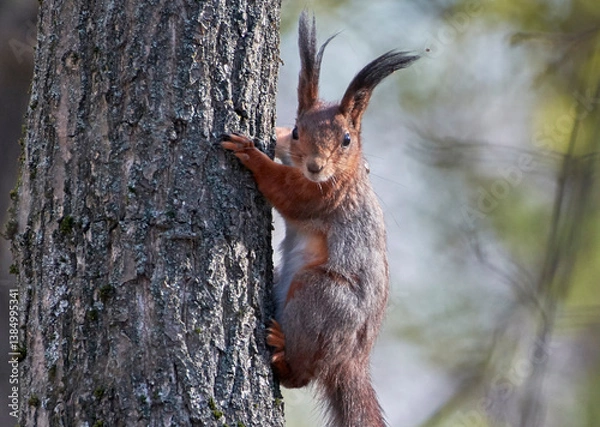 Fototapeta A red squirrel sits on a tree.