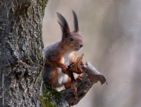 Fototapeta A red squirrel sits on a tree.
