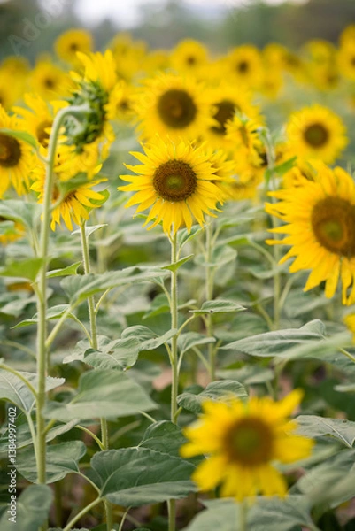 Obraz Beautiful and brightsun flowers blooming in summer season on the country field