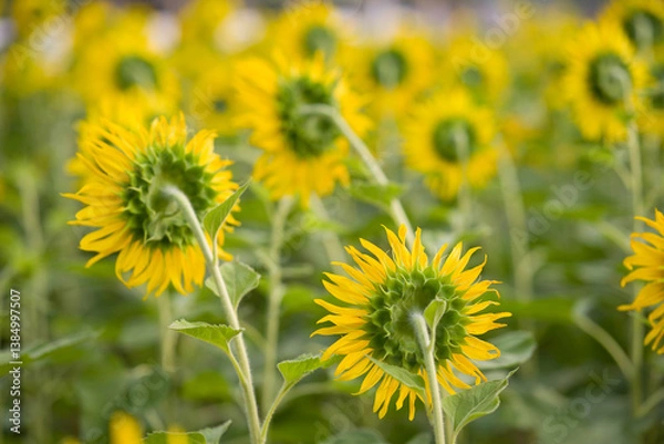 Obraz Beautiful and brightsun flowers blooming in summer season on the country field