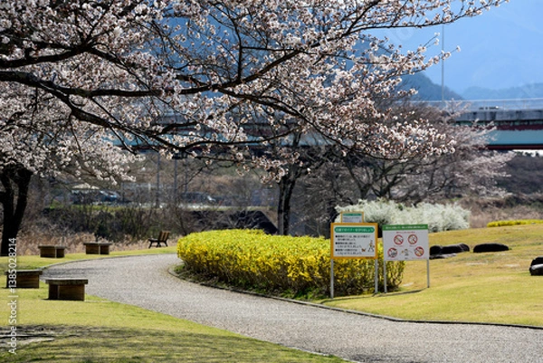 Fototapeta 桜咲く公園
