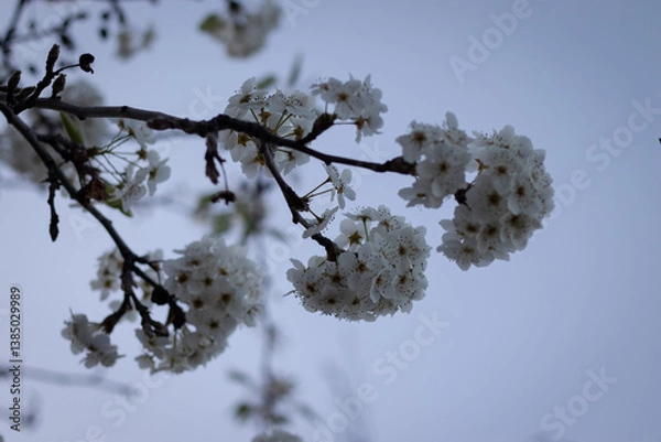 Obraz almond tree blossom