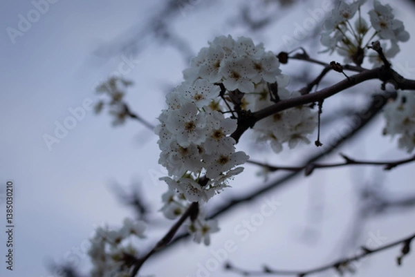 Obraz snow covered branches