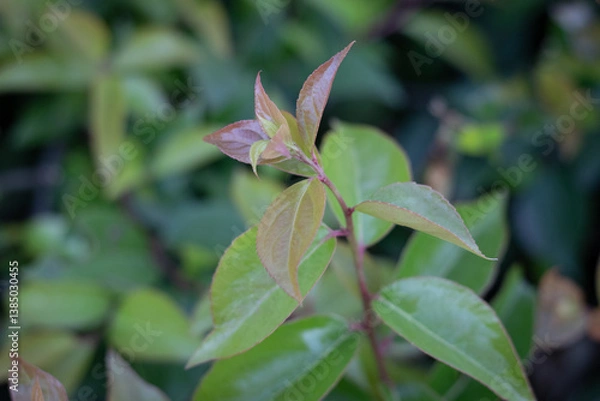 Obraz pink and green leaves