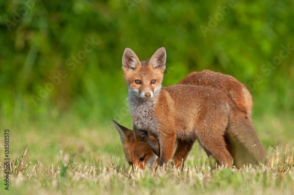 Fototapeta Two red foxes in a field