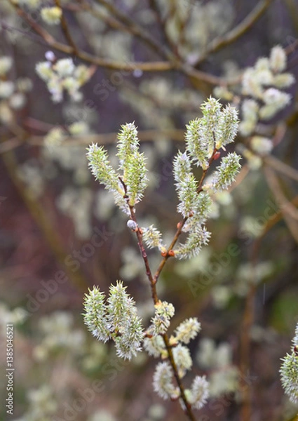 Obraz New buds blooming on soft green branches in early springtime garden