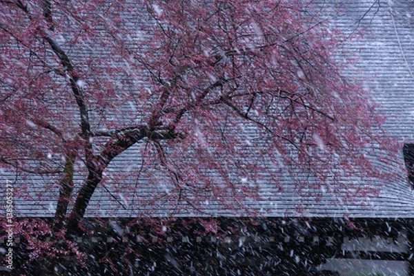 Obraz 吹雪と桜