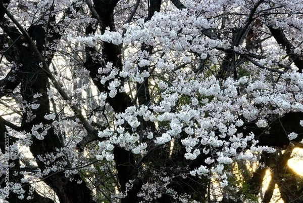 Obraz 咲きゆく桜