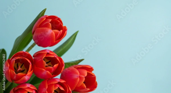Fototapeta Flowers composition romantic. Red tulip flowers on pastel blue background,tulip, flower, spring, red, nature, tulips, garden, flowers, 