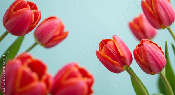 Fototapeta Flowers composition romantic. Red tulip flowers on pastel blue background،tulip, flower, spring, red, tulips, nature, flowers, 