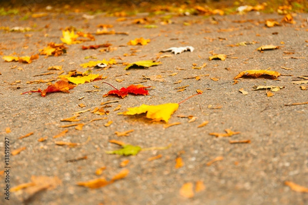Obraz Beautiful autumn leaves on ground in park