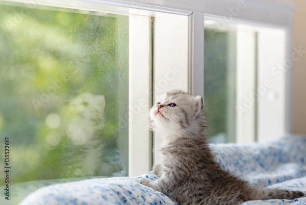 Obraz Kitten in cat cafe