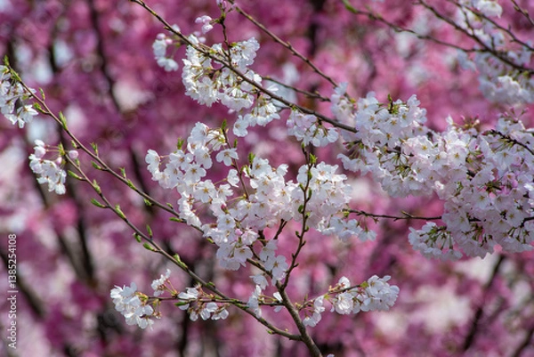 Obraz 満開の桜の画像