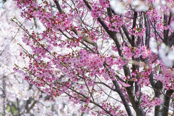 Obraz 美しい春の桜