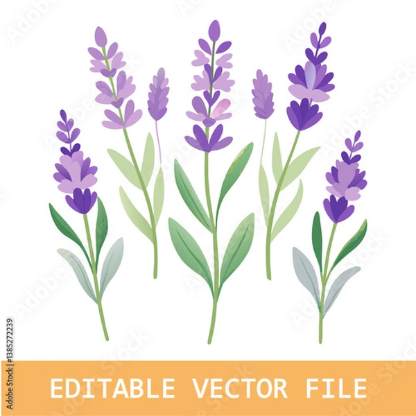 Fototapeta Watercolor illustration of lavender flowers in different stages of bloom, isolated on a white background.