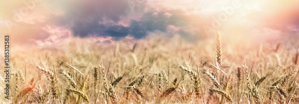 Obraz Wheat field in sunset, ears of golden wheat close-up and dramatic sky with clouds