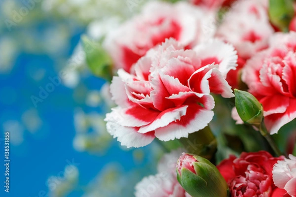 Obraz カーネーションの花