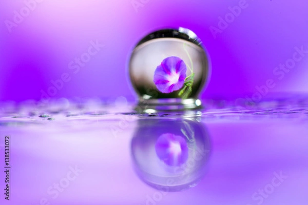 Fototapeta Abstract oil paint brush, Close up dew droplets on a blade of grass and violet flower reflecting