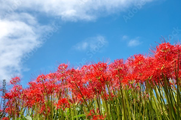 Fototapeta 彼岸花と青空