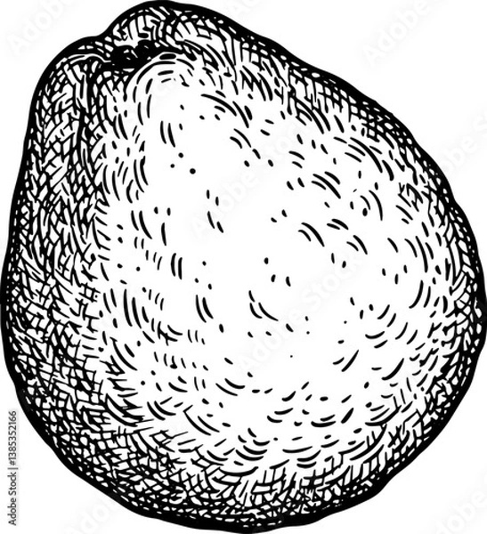 Obraz Guava ink sketch