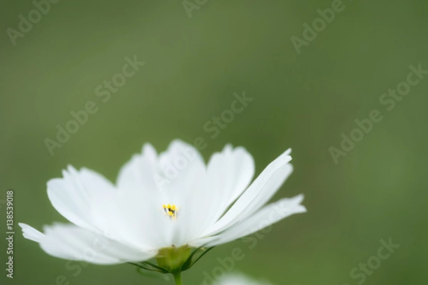 Fototapeta 秋桜のしべ