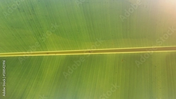 Obraz banana leaf