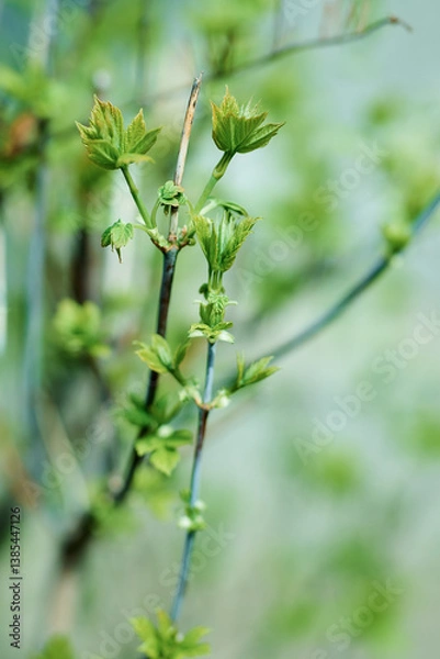 Fototapeta spring tree branch