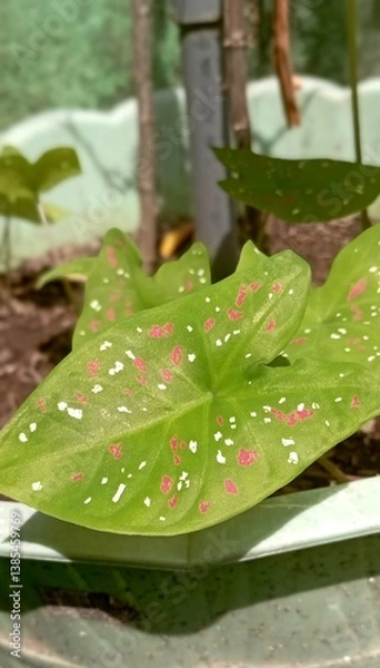 Obraz rain drops on leaves