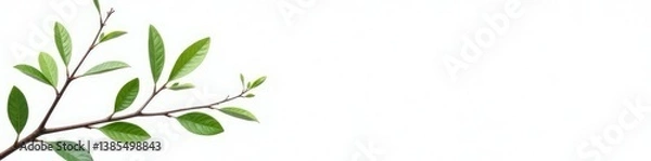 Fototapeta Delicate Branches Isolated on White Background, simplicity, greenery