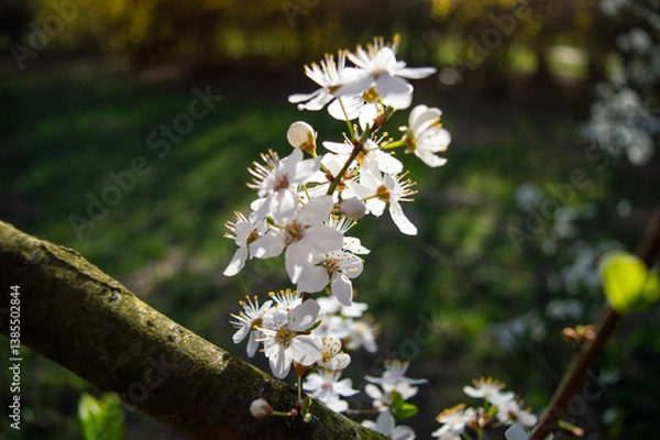 Obraz bee on a flower