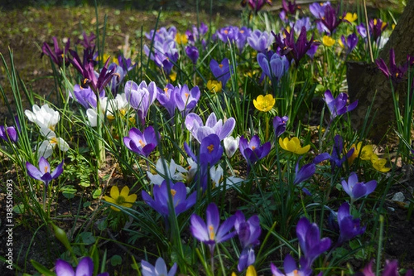 Obraz purple crocus flowers