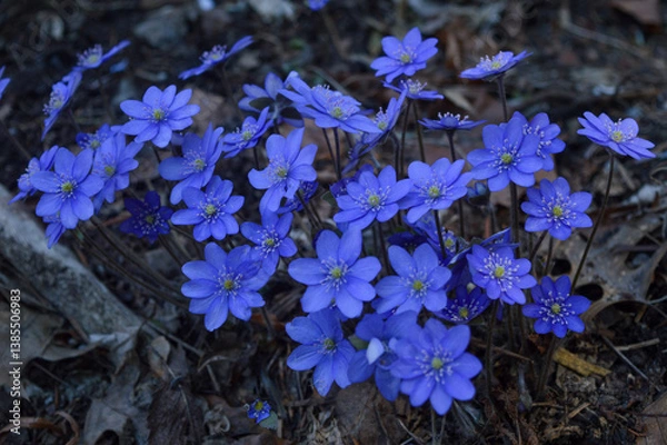 Obraz blue flowers on the ground