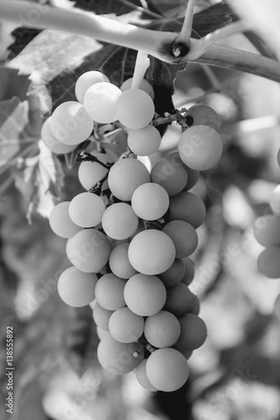 Obraz Photo of a branch of green vine grapes black and white
