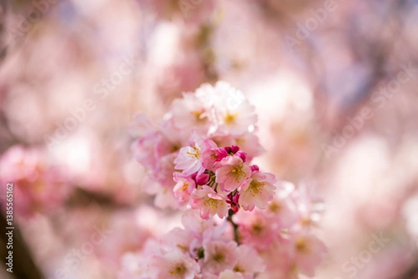 Fototapeta Munich Olympiapark Cherry Blossom Spring Season in close up view