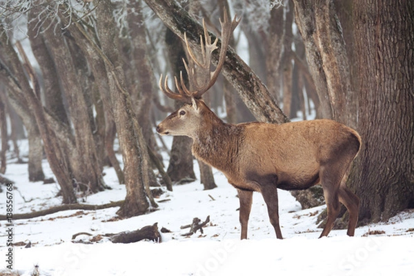 Fototapeta Red deer in winter