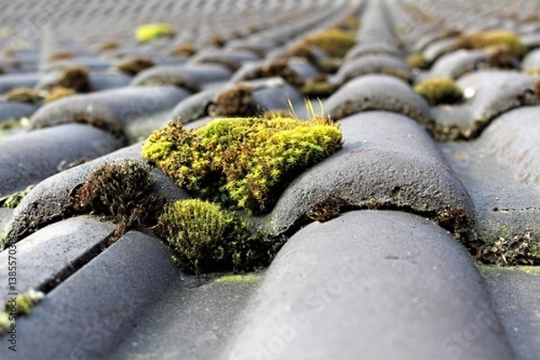 Obraz An image of roof with moss