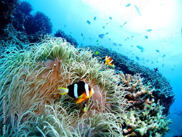 Obraz 沖縄のクマノミ