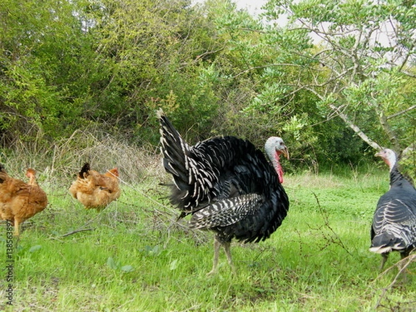 Fototapeta perús e galinhas
