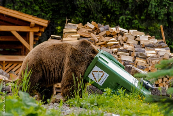 Obraz Brown Bear (Ursus arctos)
