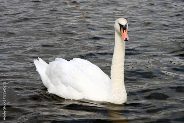 Obraz Swan