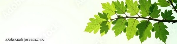 Obraz Majestic oak leaves against a clean white backdrop, oak, greenery, branch