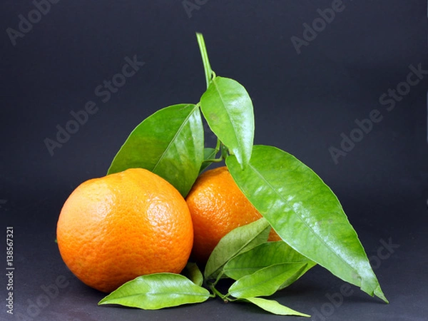 Obraz Clementine Oranges with leaves