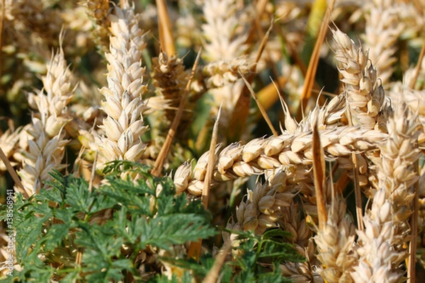 Obraz Wheat ready for harvest