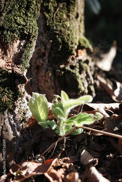 Obraz nature young green seedlings plants growing on tree life with sunlight concept background wildlife	
