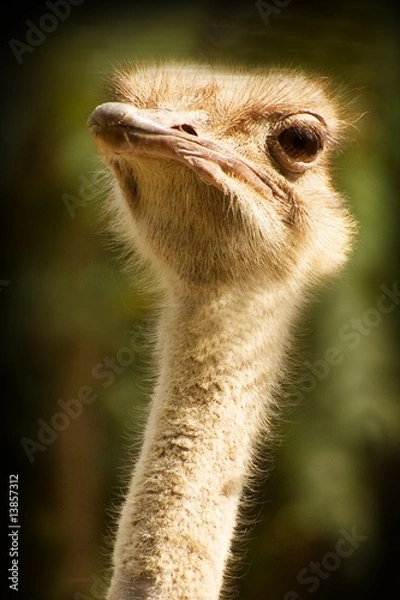 Obraz Ostrich