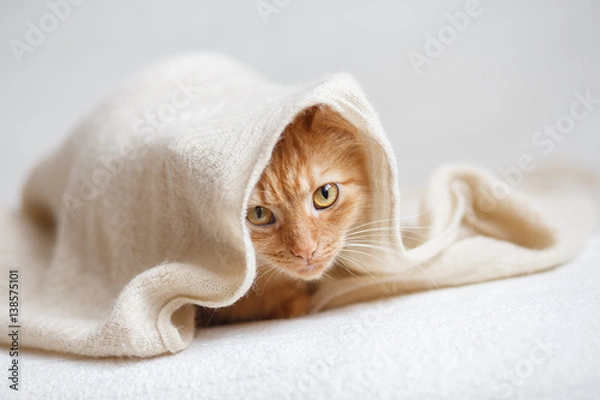 Fototapeta Orange fluffy cat sitting sitting under beige knitted blanket.
