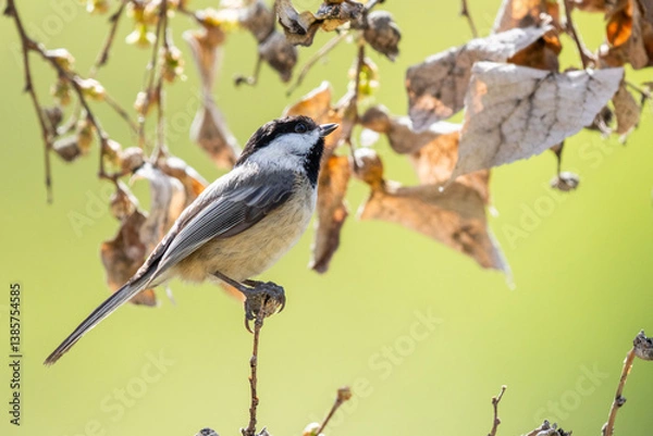 Obraz Black-capped Chickadee near Cache Creek in Hells Canyon, Oregon