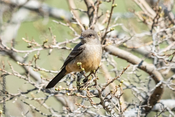 Obraz Say's phoebe perched on a tree near Heller Bar, Hells Canyon, Washington