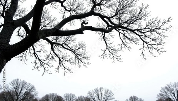 Fototapeta Thick and sturdy black branches isolated against a bright white surface, wood grain, trees, rustic