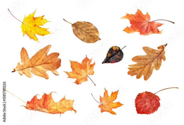 Fototapeta autumn multicolored leaves highlighted on a transparent background